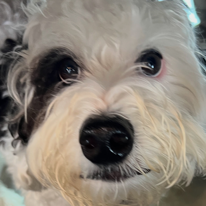 Odin, a Bernedoodle service dog